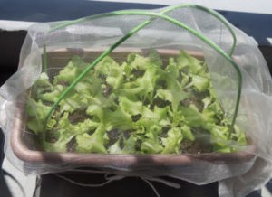 6月17日のサニーレタス